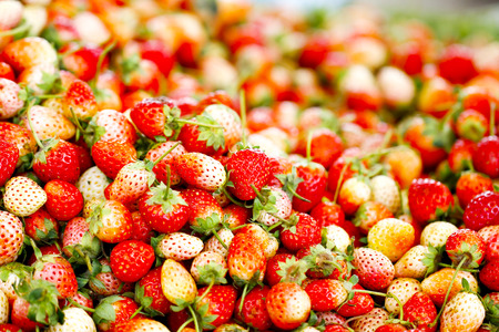 Close-up of small wild strawberries with a blossomの写真素材