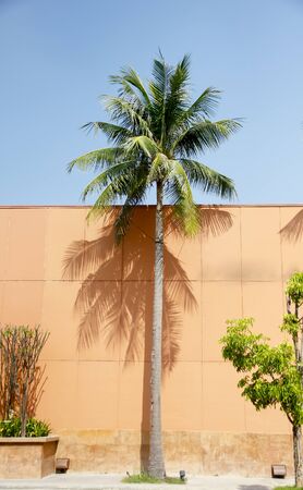 View of an emply old wall with one palm tree and blue sky in the backgroundの写真素材