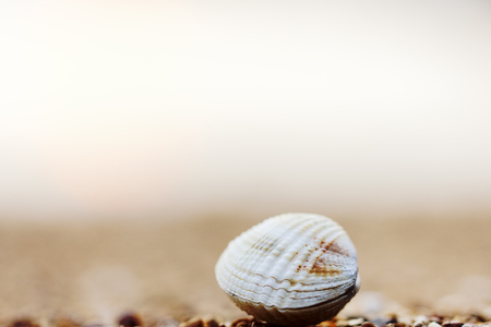 Sea shell, cowries, tropical and worm sea, Body whole forms the whole shell.