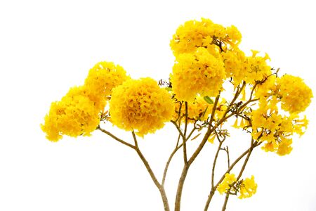 Silver trumpet tree, Tree of gold,Tabebuia aurea on white backgroundの写真素材