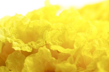 Close up Silver trumpet tree, Tree of gold, yellow flower.,Tabebuia aurea on white backgroundの写真素材