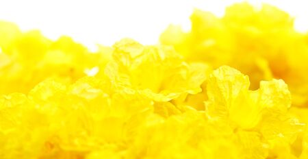 Close up Silver trumpet tree, Tree of gold, yellow flower.,Tabebuia aurea on white backgroundの写真素材