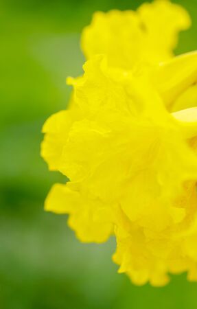 Close up Silver trumpet tree, Tree of gold, yellow flower.,Tabebuia aurea on green backgroundの写真素材
