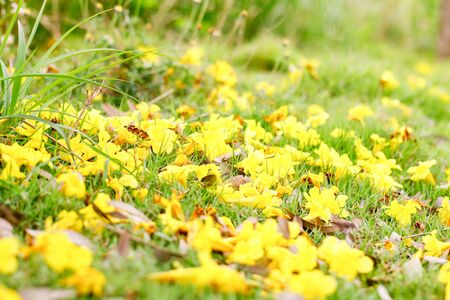 Close up many yellow silver trumpet flowers on ground floor.の写真素材