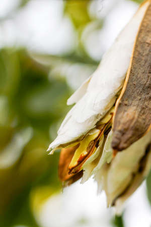 Close up seed of Paraguayan silver trumpet on tree.の写真素材