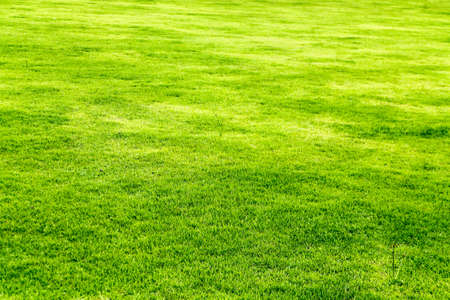 Green grass. natural background texture. fresh spring green grass.の写真素材
