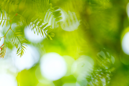 green leaves on sunshine background.