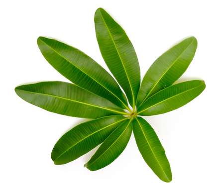 Green leaves isolated on white as an ornate panoramic nature borderの写真素材