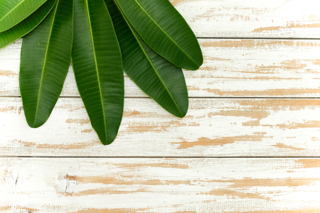 Green leaves isolated on white as an ornate panoramic nature borderの写真素材