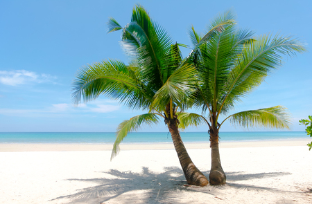 Amazing double coconut palm tree on beautiful tropical beach in blue sky background.の写真素材