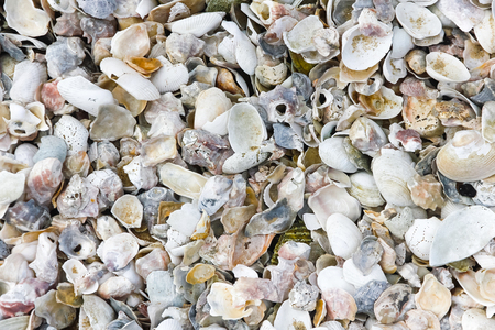 Sea Shells Seashells Panorama - assorted shells / pebbles - background texture.の写真素材