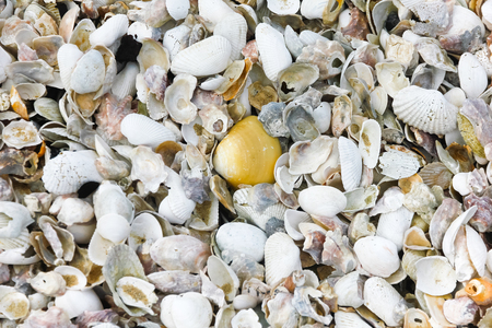 Sea Shells Seashells Panorama - assorted shells / pebbles - background texture.の写真素材