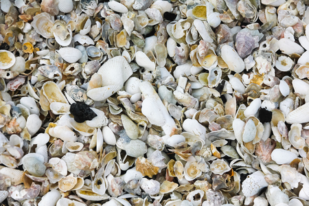 Sea Shells Seashells Panorama - assorted shells / pebbles - background texture.の写真素材