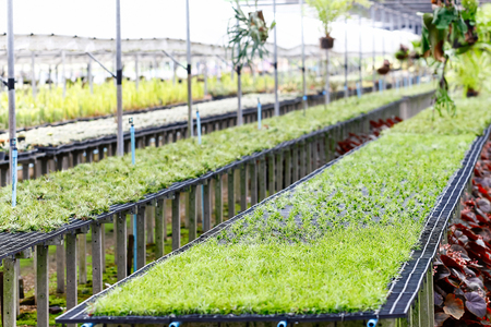 Cactus plant nurseries. The cactus was planted in small pot for easy to sale.の写真素材