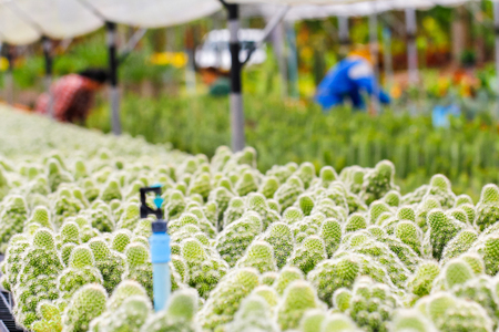 Cactus plant nurseries. The cactus was planted in small pot for easy to sale.の写真素材