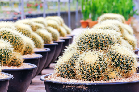 Cactus plant nurseries. The cactus was planted in small pot for easy to sale.の写真素材
