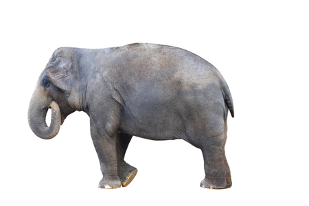 side view of stance thai elephant on white
 background concept for animals ,pets, and Cunning Pets , ingenuityの写真素材