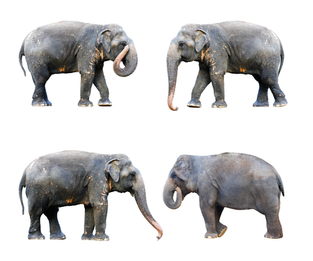 side view of stance thai elephant on white
 background concept for animals ,pets, and Cunning Pets , ingenuityの写真素材