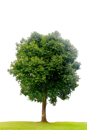 Green tree isolated on white background.の写真素材