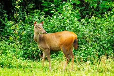 Closed up of young sambar deer (Cervus unicolor)  standing near of rainforest, Khaoyai National Park, the jungle of Thailand.の写真素材