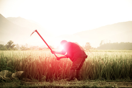 Agricultural town of Asia.Worker in rural work in farm with sunset back ground at eveningの写真素材
