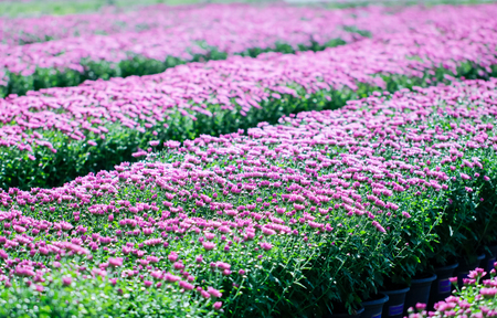 Chrysanthemum violet flowers blooming in a garden.の写真素材