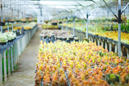 small cactus plants nursery for indoor decorationの写真素材