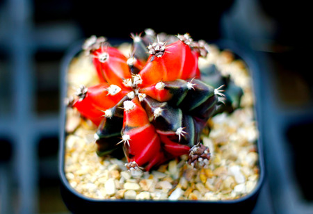 Close up view of cactus needles and flowers.