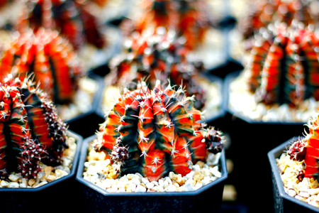 Close up view of cactus needles and flowers.の写真素材