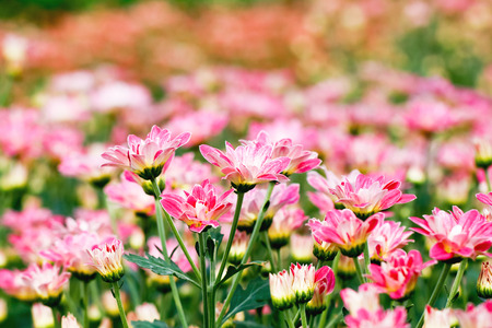 Pink Chrysanthemum Flower in Gardenの写真素材