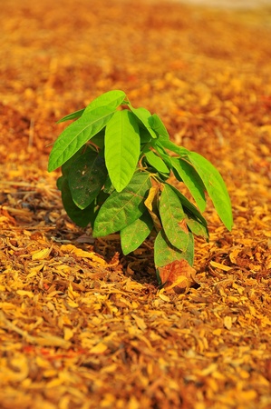 Tree on dry ground plant.の写真素材