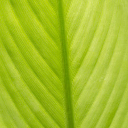 Texture of a green leaf as background の写真素材