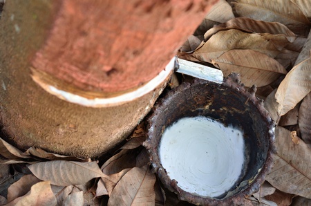 The rubber that come out from treeの写真素材