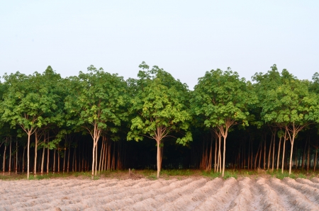 Background of natural rubberの写真素材