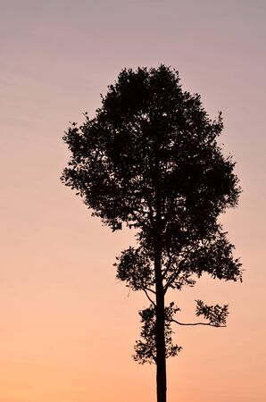 Silhouette of alone treeの写真素材