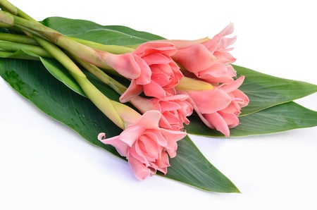 Isolated of Torch Ginger flowers on leaves の写真素材