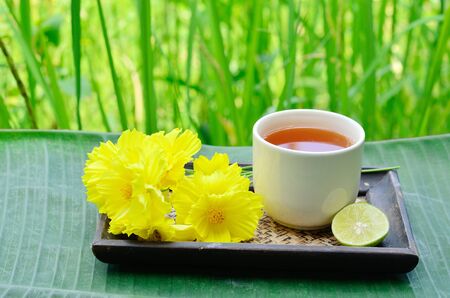 Aroma lemon tea with blossoms and green background の写真素材