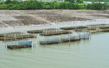 mussel farmのeditorial素材