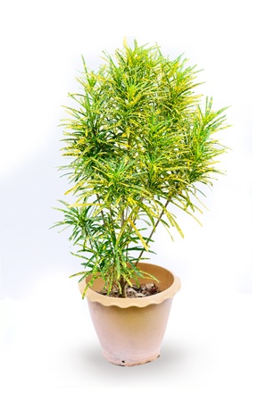 houseplant in pot isolated on white backgroundの写真素材