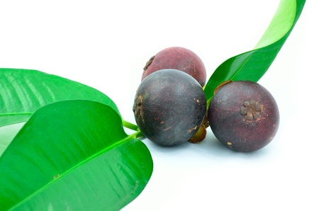 mangosteen fruitの写真素材
