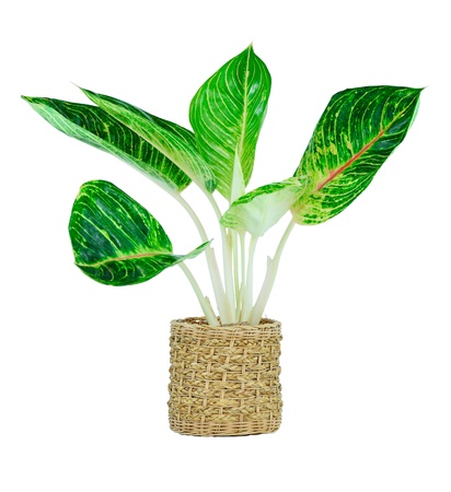houseplant in pot isolated on white backgroundの写真素材