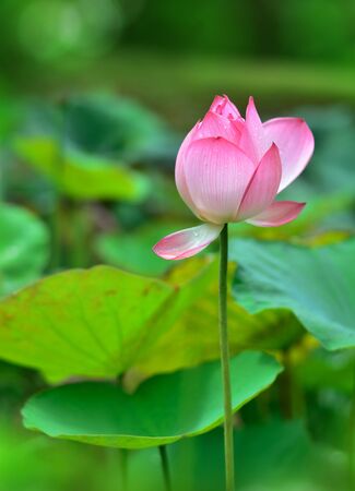 Pink Lotus flowers in Morningの写真素材