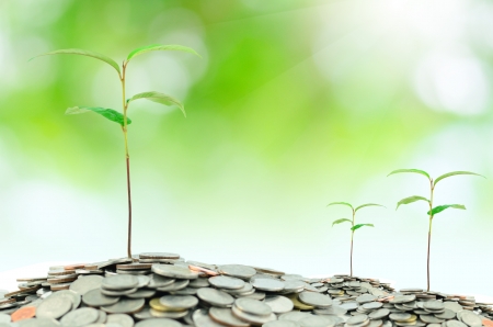 tree growing on moneysの写真素材