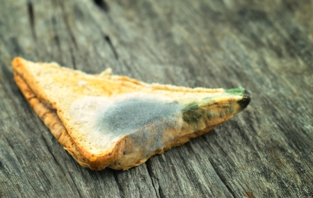 Moldy sandwich on wood background の写真素材