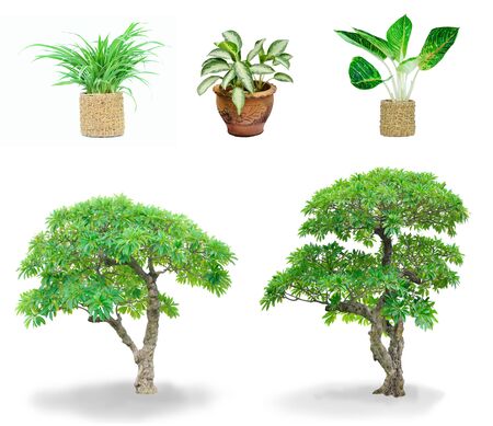 plant for home decoration の写真素材