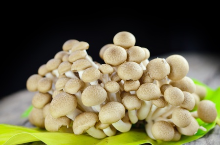 Brown beech mushrooms, Shimeji mushroom