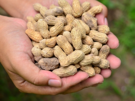 groundnuts on farmer hand