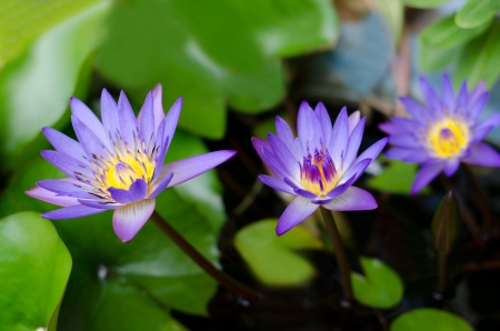 blue lotus and its leafの写真素材