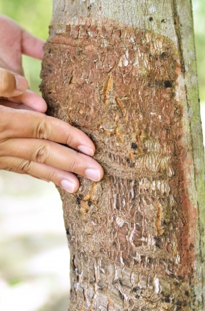 Processing of a sick tree, damage on a tree trunkの写真素材