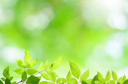 natural green background with selective focusの写真素材